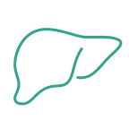 Liver icon